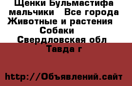 Щенки Бульмастифа мальчики - Все города Животные и растения » Собаки   . Свердловская обл.,Тавда г.